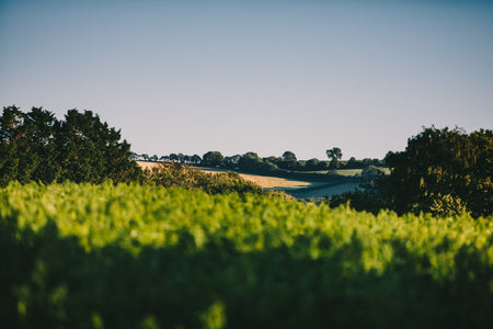 25 interesting facts about CBD