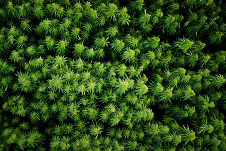 Hemp plants taken from the sky