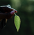 Hemp vs. cannabis: What's the difference?